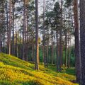 AaltoCell_Next phase of utilizing Finnish cellulose